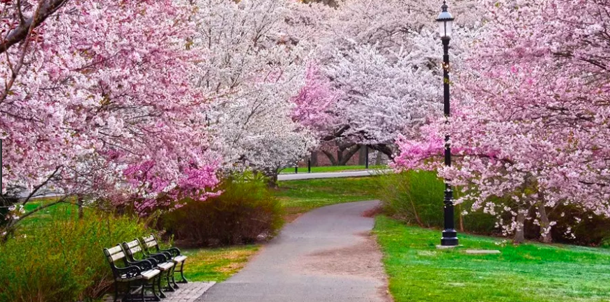 washington dc blossoms Screen-Shot-2018-04-12-at-9.23.30-AM